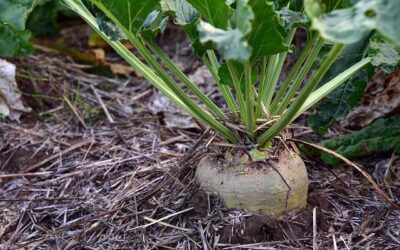 De donde proviene el azúcar
