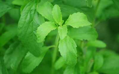 ¿Que es la Stevia?